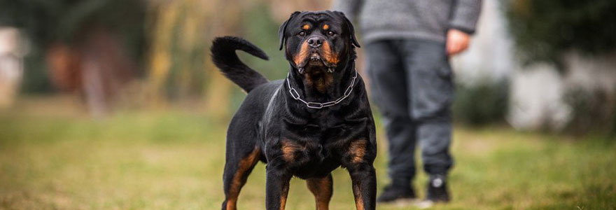 Quelle assurance pour un chien dangereux